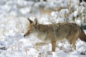 Coyote. Canis latrans. Coyote standing on a snow-covered meadow and watching. Rocky Mountains