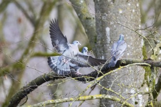 Stock Dove (Columba oenas) Germany