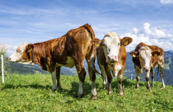 Three calves (Bos primigenius taurus), cows on an alpine meadow, Simmental cattle, Hochbrixen,