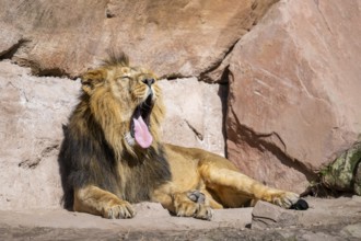 Asiatic lion (Panthera leo persica) male on a sunny day in the dessert, captive, habitat in India