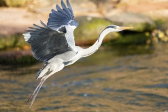 Grey heron (Ardea cinerea) flying at the shore of a lake, wildlife, Bavaria, Germany, Europe