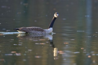 Canada goose (Branta canadensis), single swimming goose calling with calm water in the background,