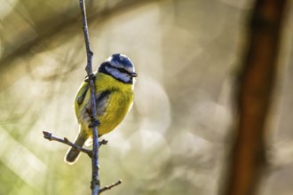 Blue Tit, Cyanistes Caeruleus