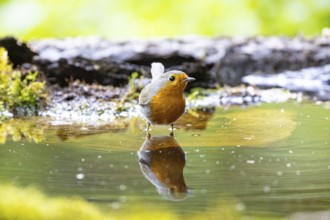 European robin (Erithacus rubecula) bathing Germany