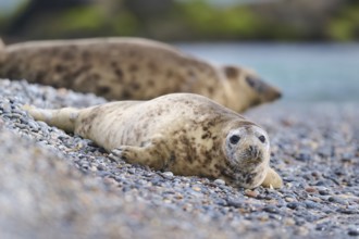Grey seal (Halichoerus grypus) on the beach, Düne, Helgoland, Schleswig-Holstein, Germany, Europe