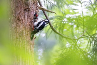 Great spotted woodpecker (Dendrocopos major), female feeds almost fledged young bird in the