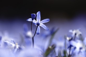Scilla, March, Germany, Europe