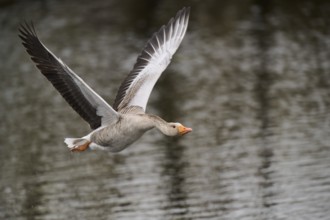 Graylag goose (Anser anser) strats flying from the water, Düne, Helgoland, Schleswig-Holstein,