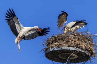Stork flying to its nest where two other storks are under a blue sky, White Stork (Ciconia