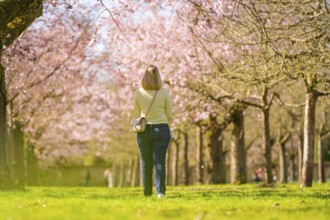 Person walks through avenue of flowering cherry trees lined with pink and greenery, Cherry Blossom