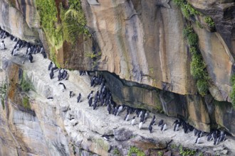 Guillemot (Uria aalge), small colony on a rock band in an overgrown rock face, Thurso, Scotland,