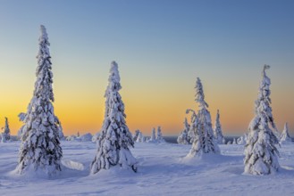 Tykky forest, snow covered spruce trees on the taiga at sunrise in winter, Riisitunturi National