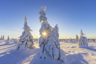 Tykky forest, snow covered spruce trees on the taiga in winter, Riisitunturi National Park in