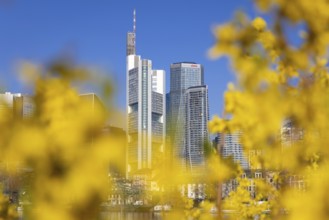 The office towers of Commerzbank and DekaBank in Frankfurt am Main rise into the blue sky,