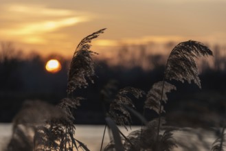 Reeds on the lakeshore at sunset with bright orange sky and silhouettes, Germany, Europe