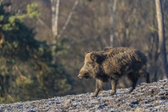 One young wild boar or wild pig (Sus scrofa) searching for food on a hoar frosted opening in early