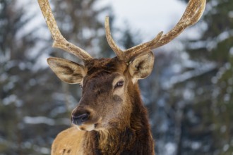 Portrait of a Wapiti stag, Cervus canadensis. A forest in the background
