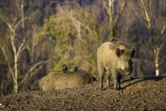 Two wild boar or wild pig (Sus scrofa) standing in a clearing. First sweet morning light. Two