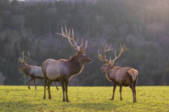 Three Altai maral stags, Altai wapiti or Altai elk (Cervus canadensis sibiricus) stand in a meadow