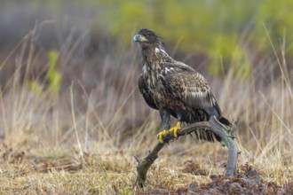 Ringed white-tailed eagle, Eurasian sea eagle, erne (Haliaeetus albicilla) juvenile perched in tree
