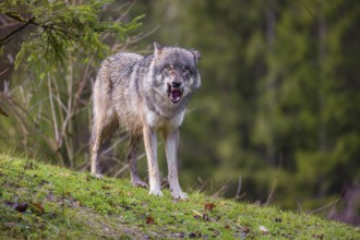 An adult male eurasian gray wolf (Canis lupus lupus) stands on a green meadow on hilly terrain