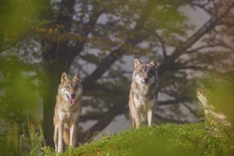 Two Eurasian gray wolves (Canis lupus lupus) stand on a foggy day, framed by leaves, on a hill