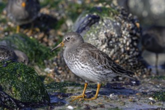 Purple sandpipers (Calidris maritima) in non-breeding plumage foraging among rocks on rocky shore