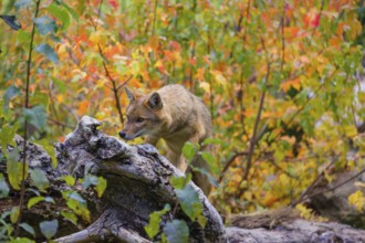 One golden jackal (Canis aureus) stands on a fallen tree trunk. Behind him is a tree in intense