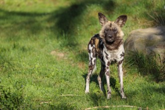 An African Wild Dog, Lycaon pictus, stands on a green meadow in bright sunlight, watching something