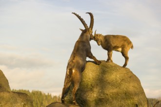 Two ibex (Capra ibex), a male and a female, play on a rock in the last light of the day