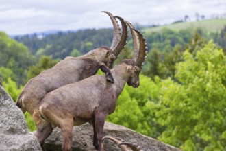 Two young male ibex (Capra ibex) playfight on rocks