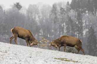 Two Red Deer stags (Cervus elaphus) stand on a snowy meadow battling around out of rutting season.