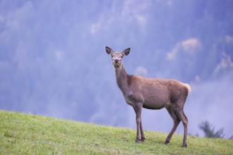 A red deer hind (Cervus elaphus) stands in a meadow on a foggy day
