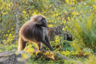 An adult male gelada (Theropithecus gelada), or bloodheart monkey, runs in beautiful light across a