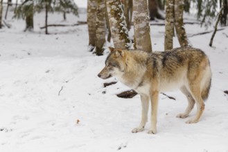 A young grey wolf (Canis lupus lupus) stands on the snow-covered forest floor on a cold, cloudy day