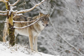 An adult male grey wolves (Canis lupus lupus) stands behind a dead tree on a snow-covered hill on a