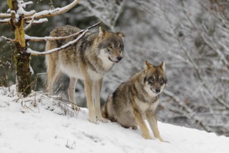 An adult male grey wolves (Canis lupus lupus) and a young one stand behind a dead tree on a