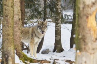 A young grey wolf (Canis lupus lupus) stands on the snowy forest floor on a cold, sunny day