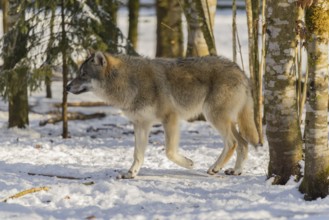 A young grey wolf (Canis lupus lupus) walks across the snowy forest floor on a cold, sunny day