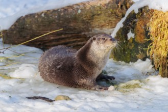 On a sunny day an otter (Lutra lutra) rests in the snow in front of a root of a dead tree
