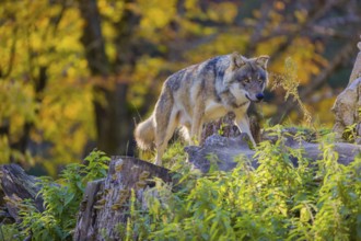 One eurasian gray wolf (Canis lupus lupus) stands on a log in front of a rock between green