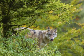 One eurasian gray wolf (Canis lupus lupus) stands on a hill, observing the area. A forest in fall