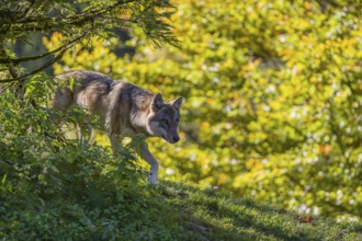 One eurasian gray wolf (Canis lupus lupus) stands on a hill, observing the area. A forest in fall
