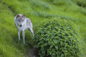 One eurasian gray wolf (Canis lupus lupus) stands on a green meadow in an open forest