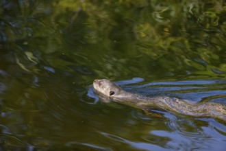 One giant otter or giant river otter (Pteronura brasiliensis) swimming in a river