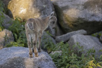 One baby ibex (Capra ibex) walking between rocks. Some green vegetation around
