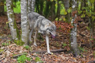 An adult male Eurasian gray wolf (Canis lupus lupus) runs out of a forest