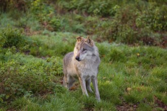 An adult male eurasian gray wolf (Canis lupus lupus) runs through dense vegetation on a green