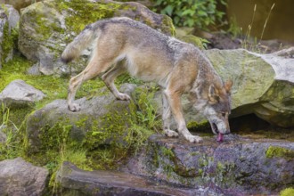 An adult male eurasian gray wolf (Canis lupus lupus) stands at a cascade, drinking water