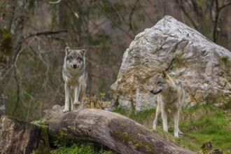 Two eurasian gray wolves (Canis lupus lupus) stand on a log in front of a rock